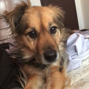 Meet your Posher, Chase